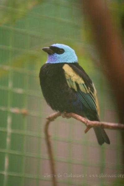 Blue-necked tanager