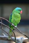 Blue-naped parrot