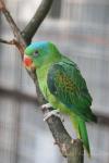 Blue-naped parrot