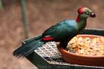 Fischer's turaco