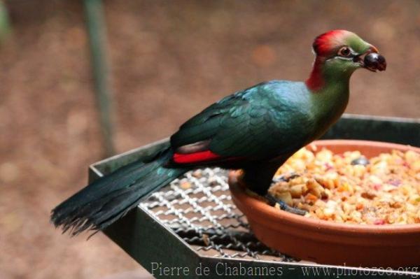 Fischer's turaco