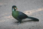 White-cheeked turaco *