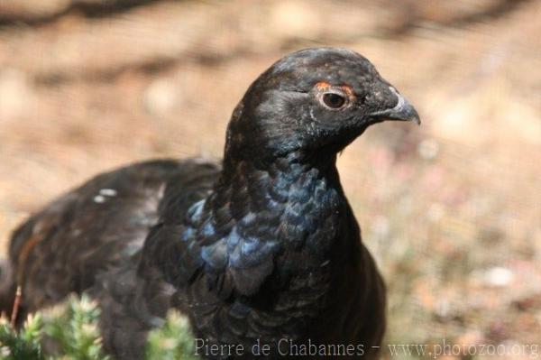 Eurasian black grouse