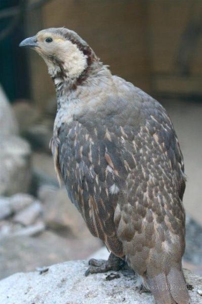 Himalayan snowcock