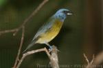 Blue-and-yellow tanager