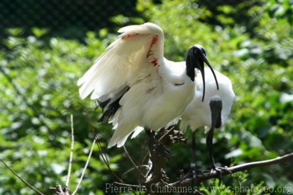 Madagascar sacred ibis