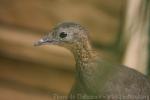 Solitary tinamou