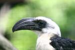 Von der Decken's hornbill