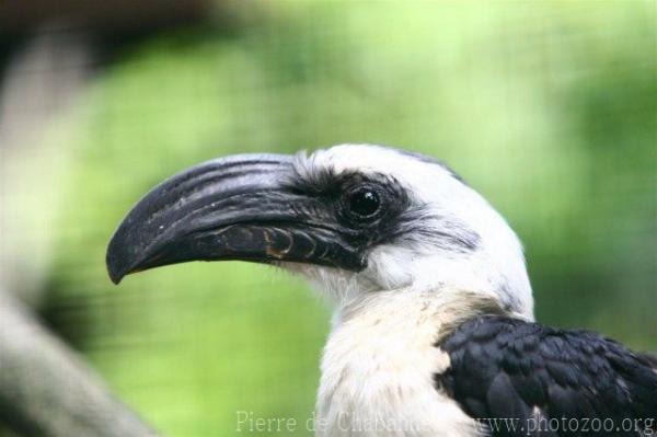 Von der Decken's hornbill