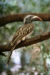 African grey hornbill