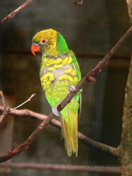 Yellow-and-green lorikeet