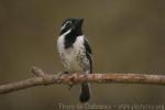 Spot-flanked barbet