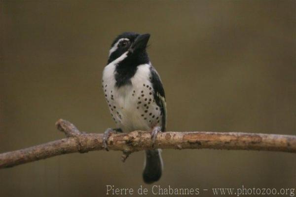 Spot-flanked barbet