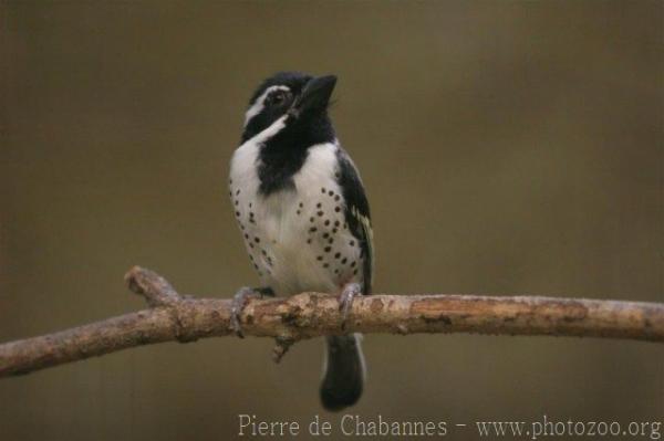 Spot-flanked barbet