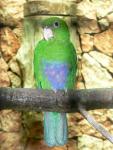 Blue-bellied parrot