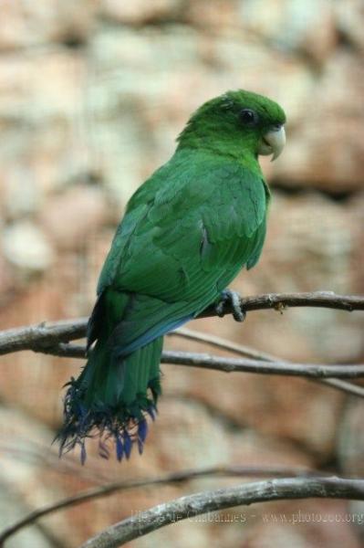Blue-bellied parrot