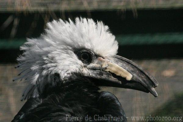 Long-tailed hornbill *