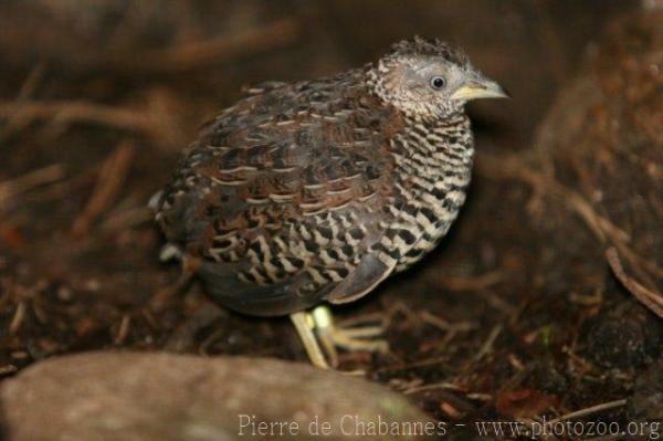 Barred buttonquail