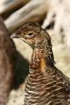 Greater prairie chicken *