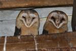 Common barn owl