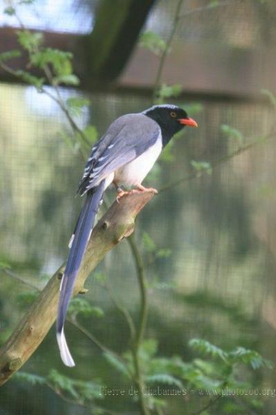 Red-billed blue magpie