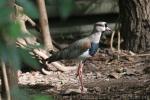 Southern lapwing