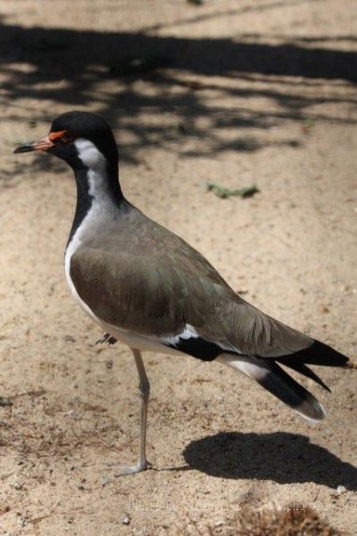 Red-wattled lapwing