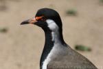 Red-wattled lapwing