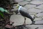 Masked lapwing