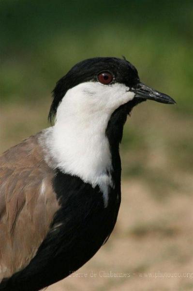 Spur-winged lapwing