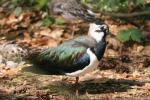 Northern lapwing