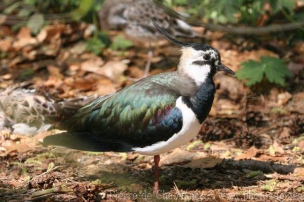 Northern lapwing