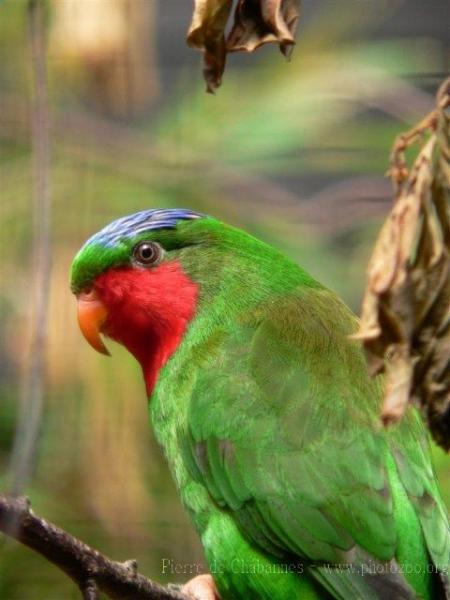 Blue-crowned lorikeet