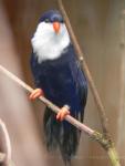 Blue lorikeet *