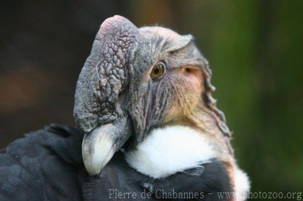 Andean condor