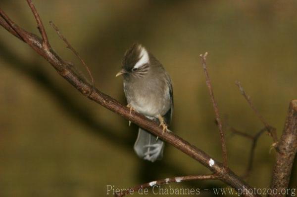 White-collared yuhina