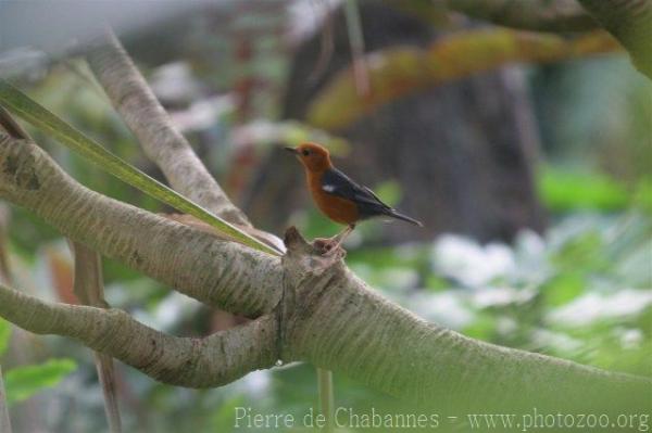 Orange-headed thrush *