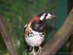 Chestnut-backed thrush