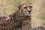 Southern Cheetah