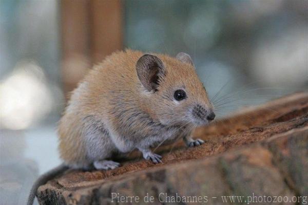 Golden spiny mouse