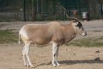 Addax