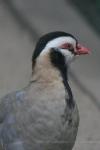 Arabian partridge