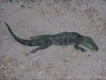 Chinese alligator