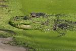 American alligator