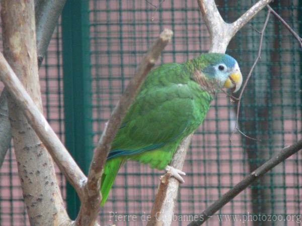 Yellow-billed amazon