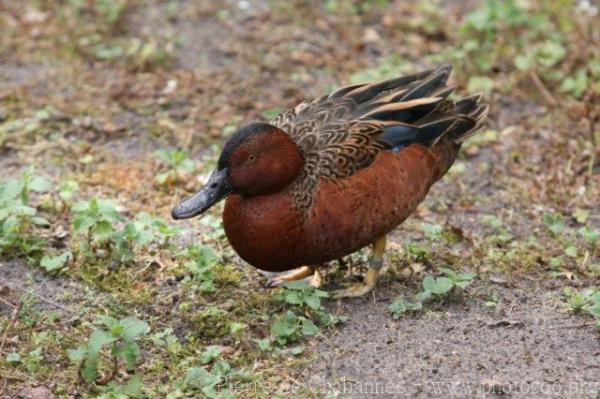 Cinnamon teal