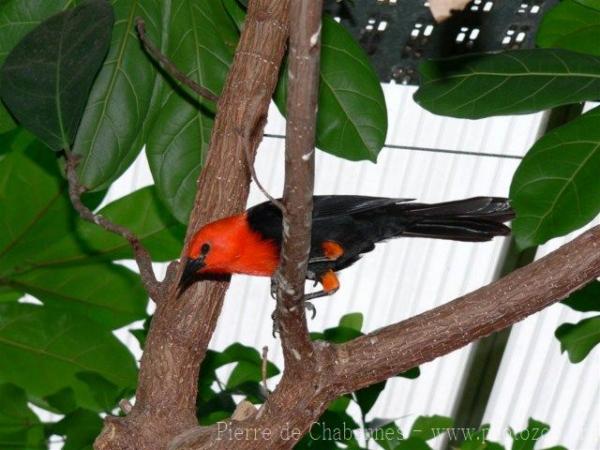 Scarlet-headed blackbird