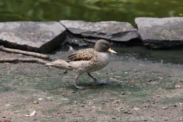 Speckled teal