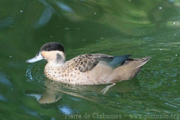 Hottentot teal