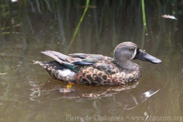 Australian shoveler